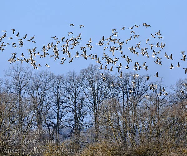 Anser albifrons White-fronted Goose Blisgås