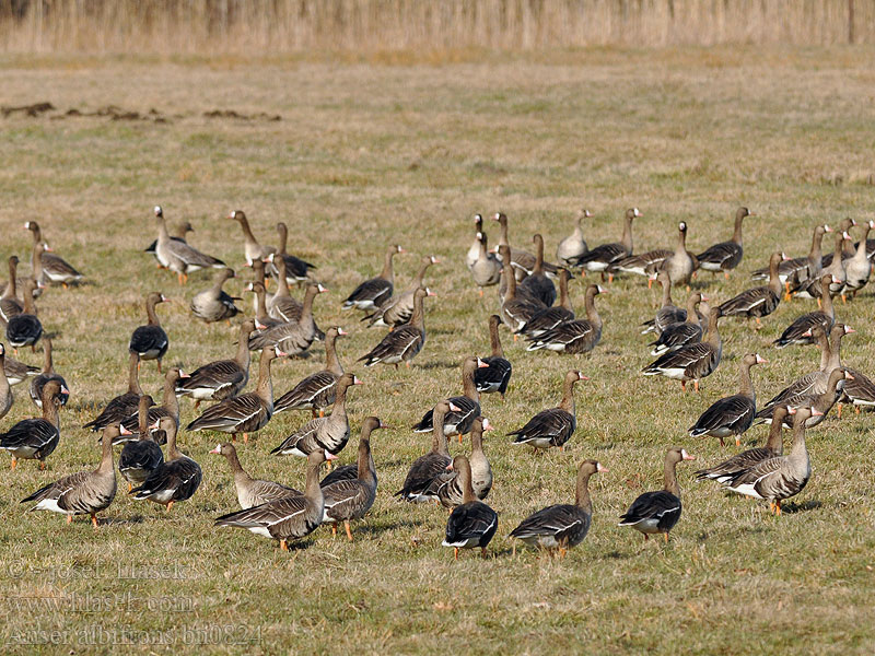 Anser albifrons White-fronted Goose Blisgås Tundrahanhi