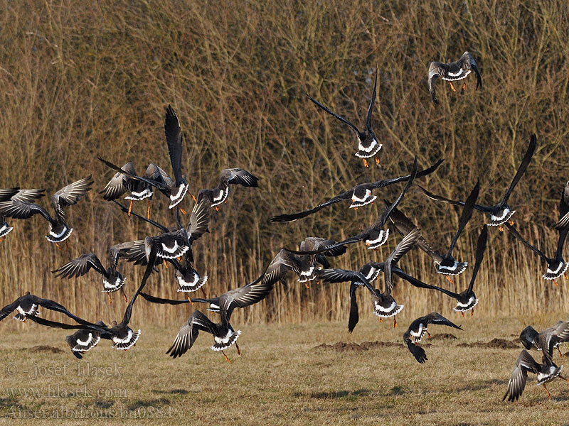 Anser albifrons White-fronted Goose Blisgås Tundrahanhi