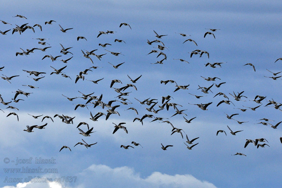 White-fronted Goose Anser albifrons