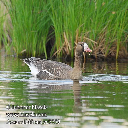 White-fronted Goose Blisgås Tundrahanhi Oie rieuse Kolgans