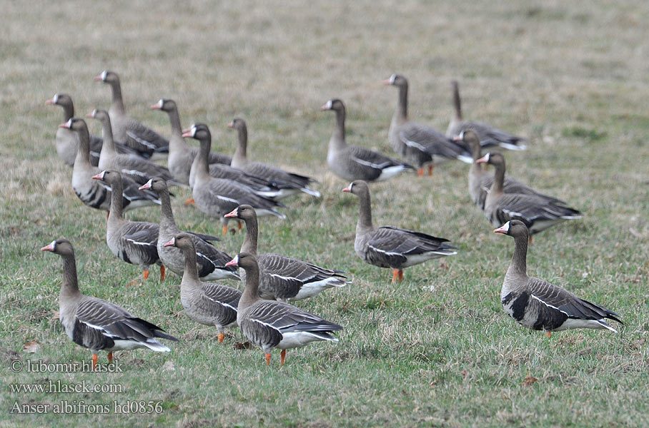 Anser albifrons White-fronted Goose Blisgås Tundrahanhi