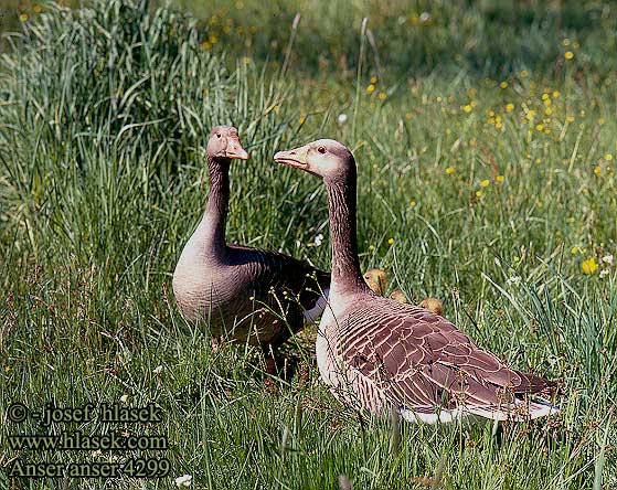 Anser anser Husa velká Grågås Grauwe Gans