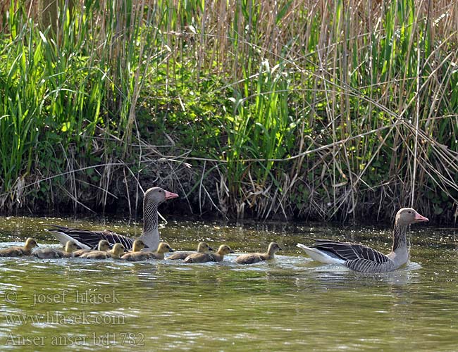 ハイイロガン الإوز الرمادي