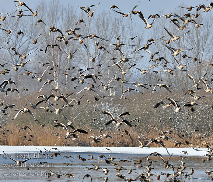 Anser anser Greylag Goose Graugans Oie cendrée