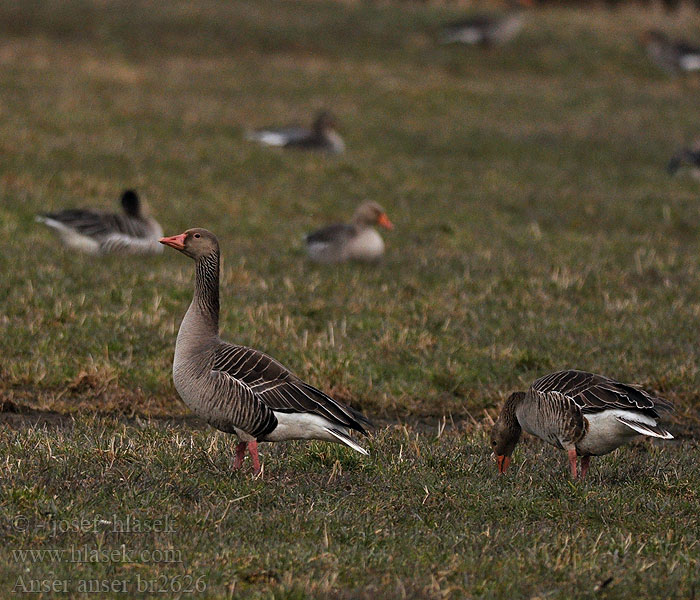 Anser anser Greylag Grågås Гусь серый ハイイロガン