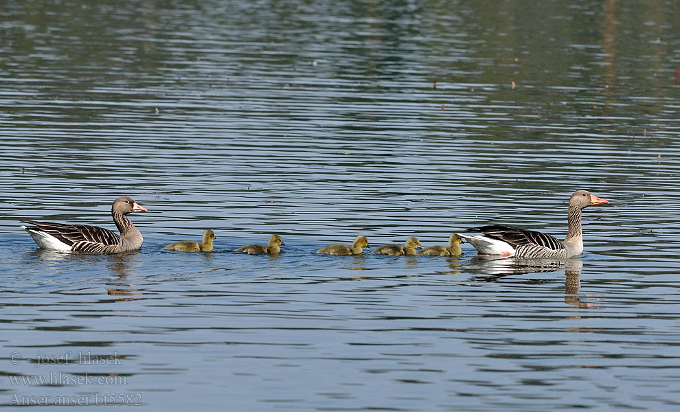 Anser anser Greylag Goose Graugans