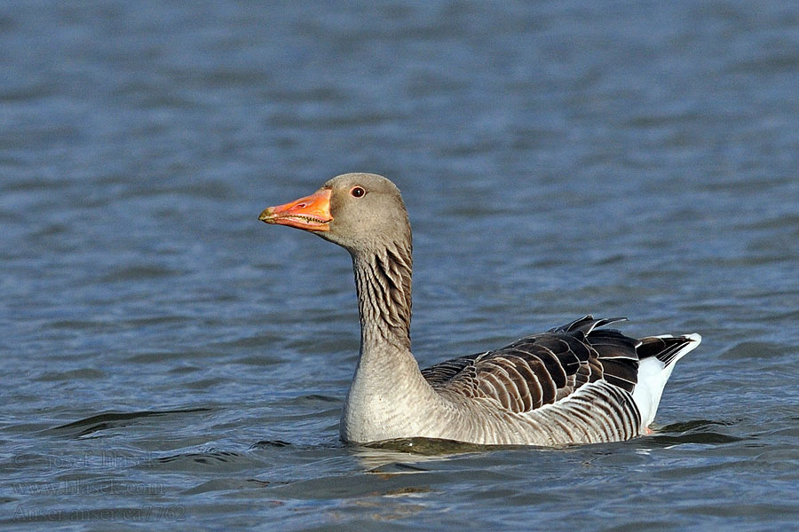 Greylag Goose Anser anser