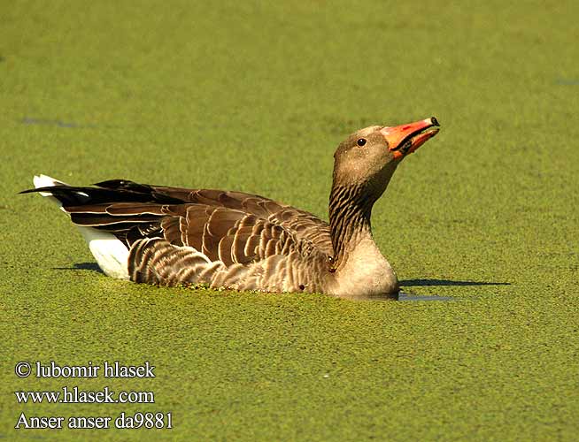 Anser anser Greylag Grågås Гусь серый