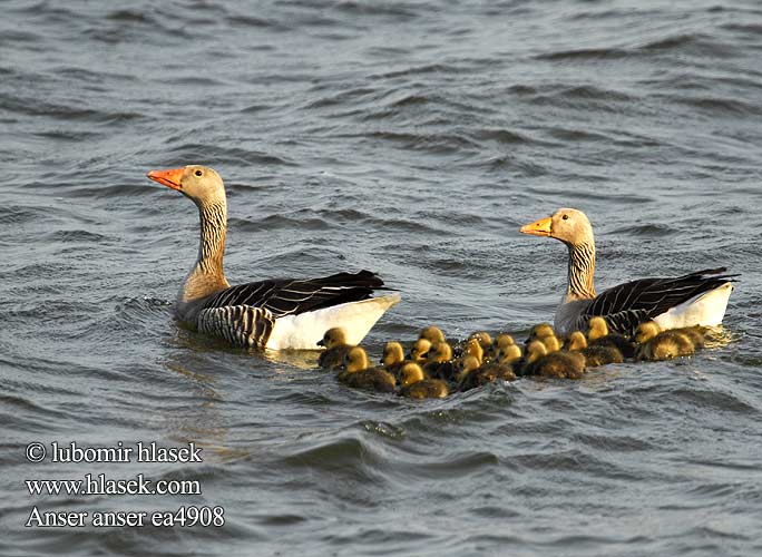 Anser anser Greylag Graugans Oie cendrée