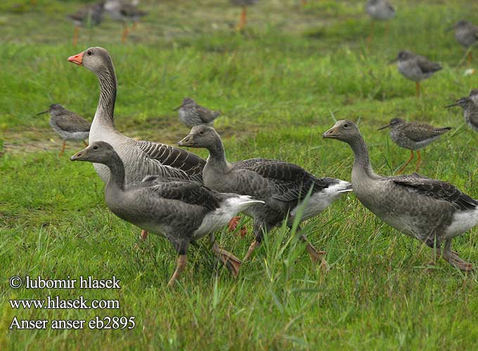 Anser anser Greylag Graugans Oie cendrée Ansar Común