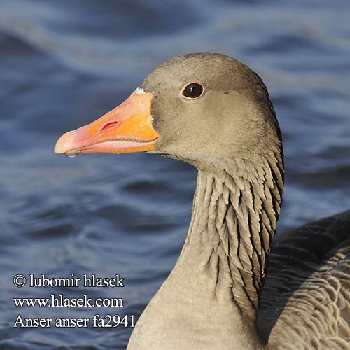 Greylag Goose Graugans Oie cendrée Ansar Común