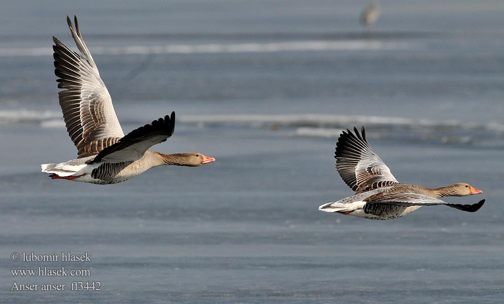 Greylag Goose Anser anser Graugans Oie cendrée