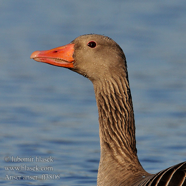 Graugans Greylag Goose Anser anser