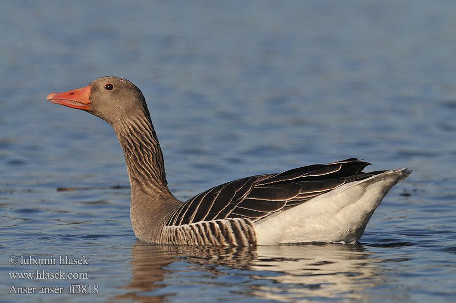 Husa velká Graugans Greylag Goose Anser anser