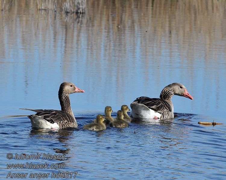 Grauwe Gans Anser anser