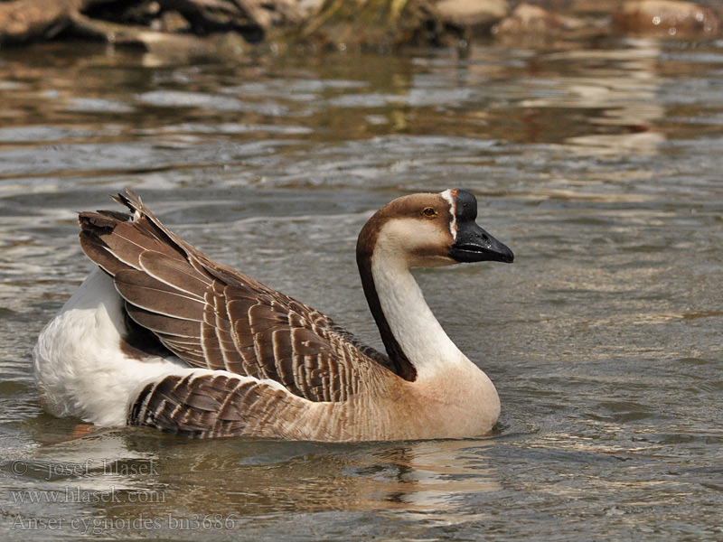 Husa labutí Schwanengans Svanegås Ansar Cisnal Swan Goose Çin kazı