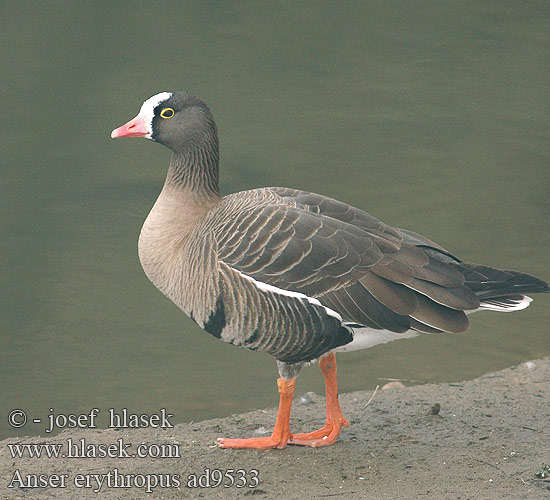 Anser erythropus 小白额雁 Пискулька カリガネ 흰이마기러기