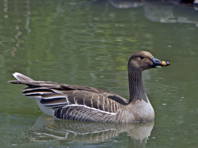 Anser fabalis Bean Goose