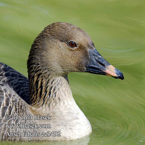 Anser fabalis Bean Goose Husa polní 豆雁 东方豆雁 Гуменник ヒシクイ 큰기러기