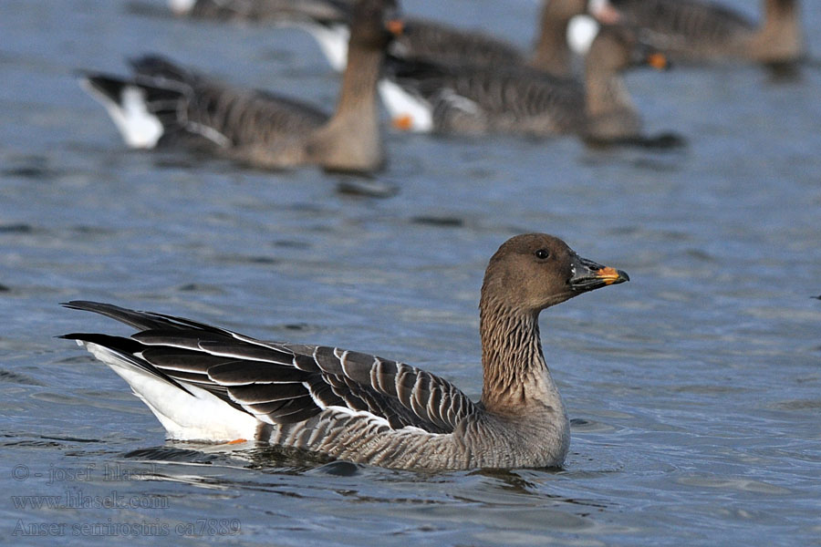 Tundra Bean Goose Anser serrirostris