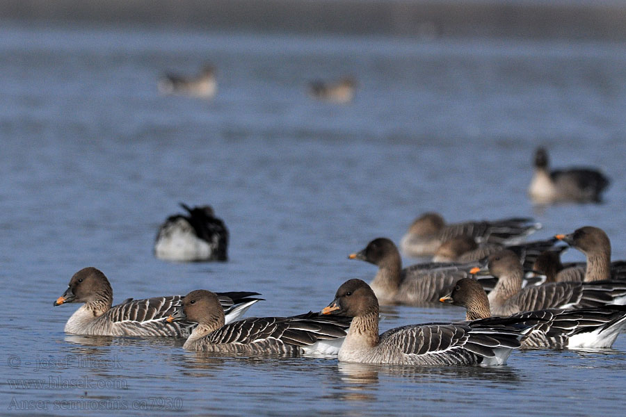 Toendrarietgans Anser serrirostris