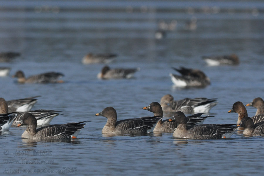 Ganso-campestre Anser serrirostris