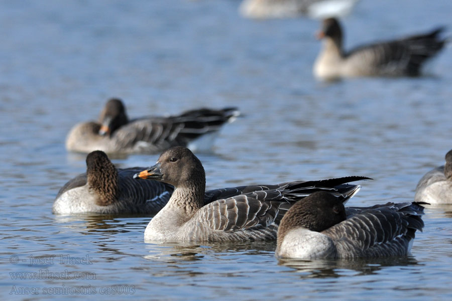 Tundrasädgås Anser serrirostris