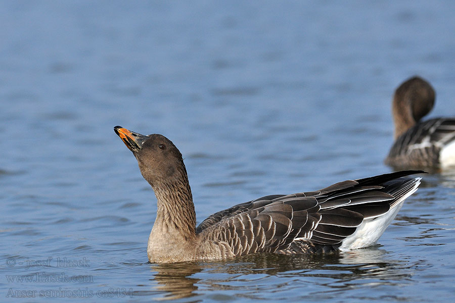 Anser serrirostris Tundra Bean Goose