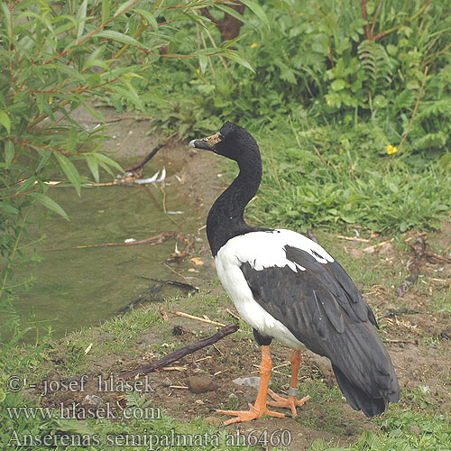 Anseranas semipalmata Magpie goose Skadegås Canaroie semipalmé