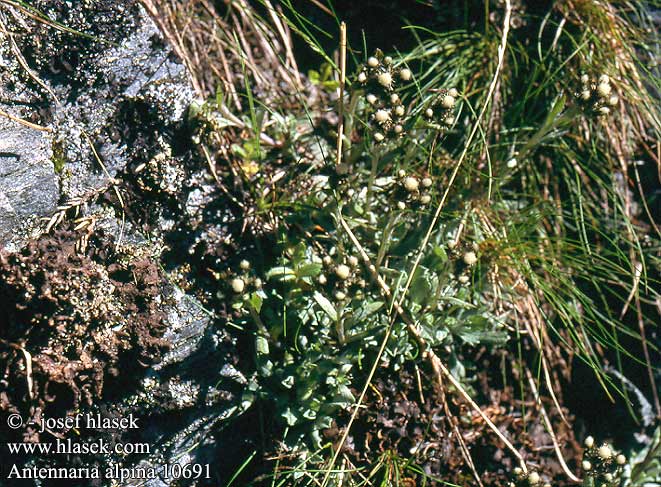 Antennaria alpina Alpine White Pussytoes Bjerg-Kattefod