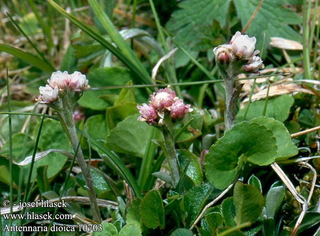 Antennaria dioica Mountain Everlasting Antennaire dioique