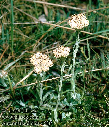 Antennaria dioica Gemeines Katzenpfötchen Ukwap dwupienny Kociánek dvoudomý