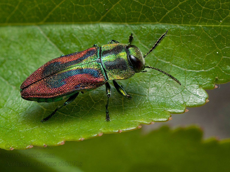 Anthaxia candens Krasoň čerešňový