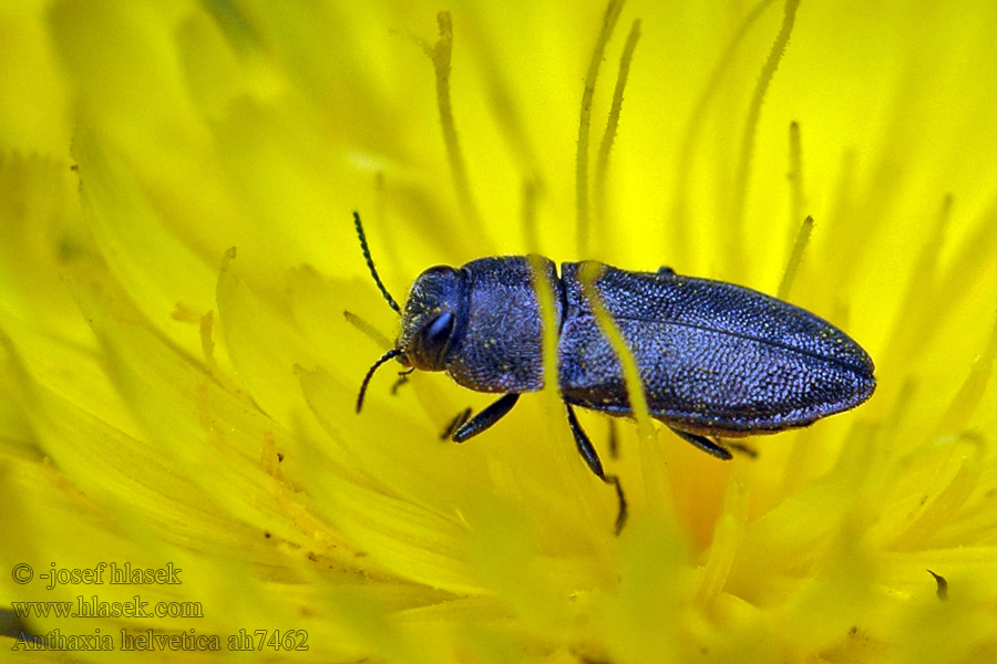 Anthaxia helvetica