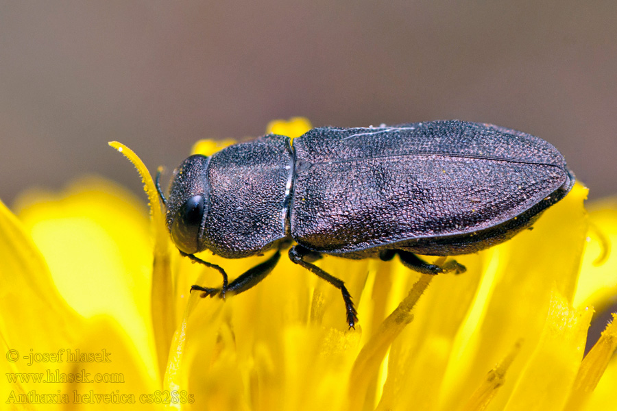 Anthaxia helvetica