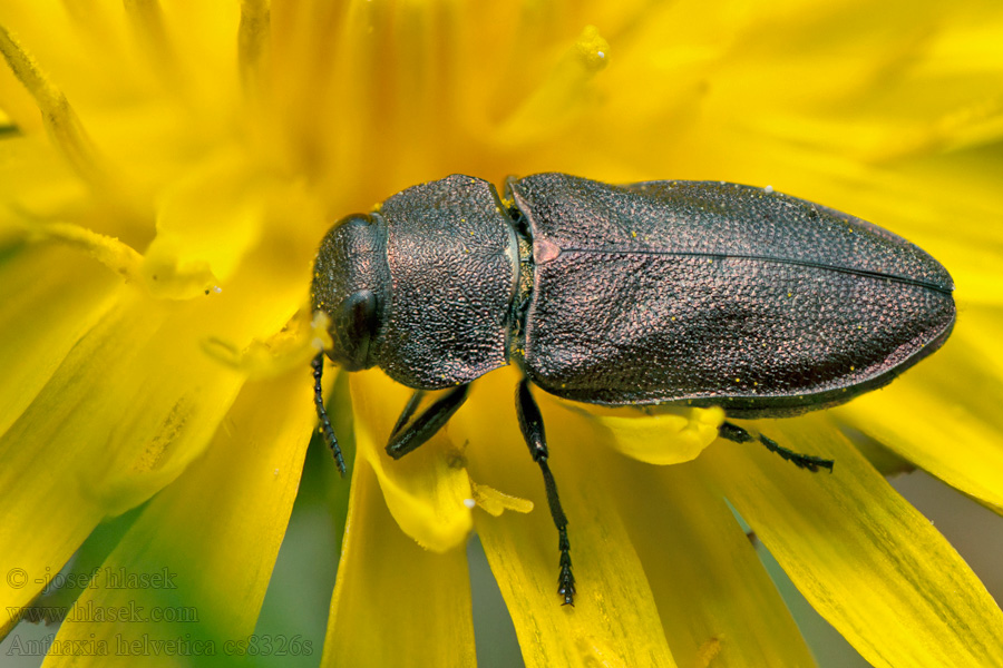 Anthaxia helvetica