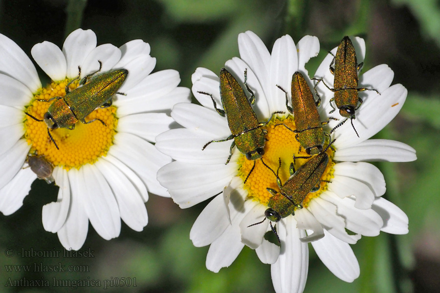 Krasec uherský Anthaxia hungarica