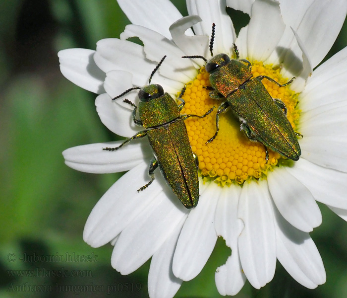 Krasec uherský Anthaxia hungarica