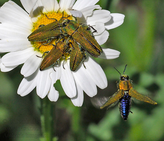 Krasec uherský Anthaxia hungarica