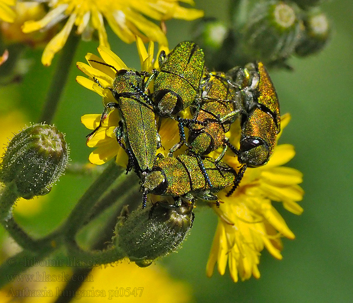 Krasec uherský Anthaxia hungarica