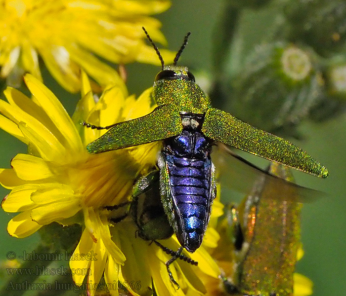 Krasec uherský Anthaxia hungarica