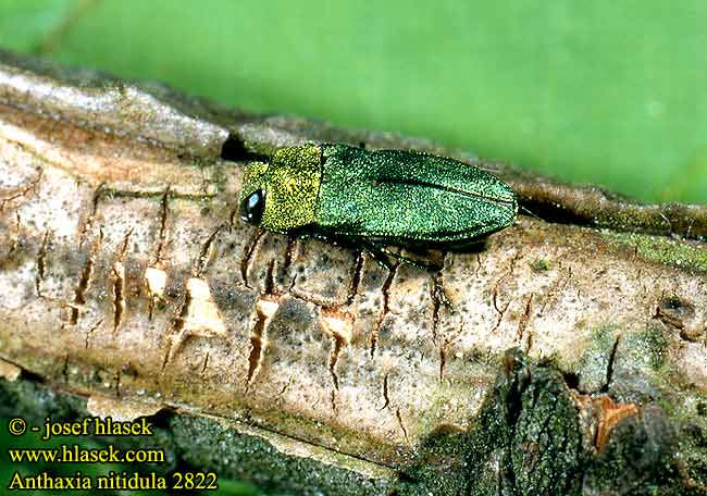 Anthaxia nitidula