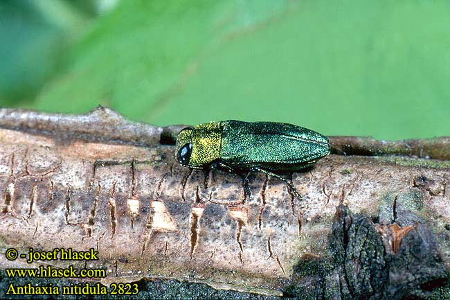 Anthaxia nitidula