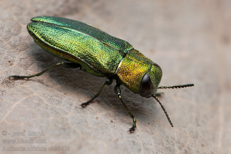 Anthaxia nitidula Glänzender Blütenprachtkäfer Krasoň lesklý