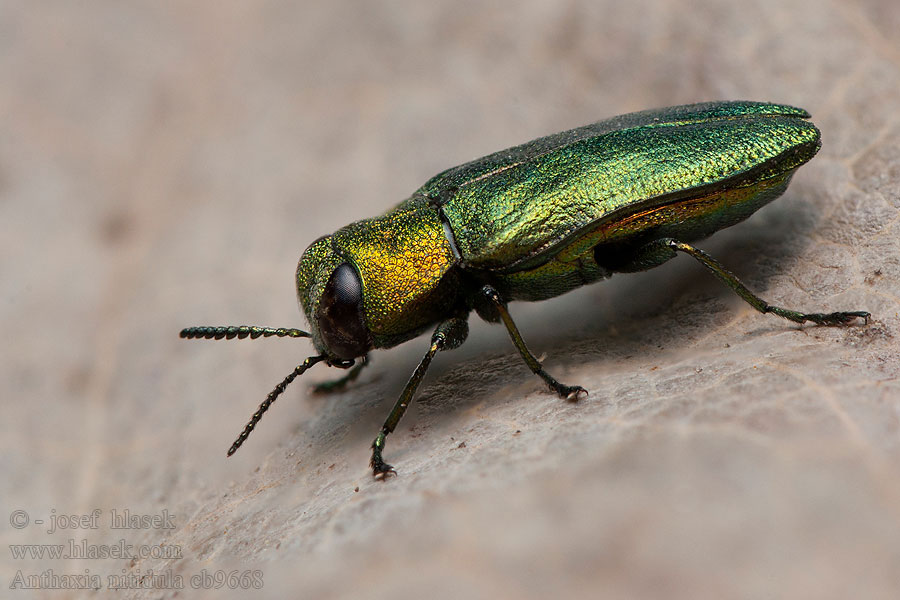 Anthaxia nitidula Blinkende prachtkever Kwietniczek dwojaczek