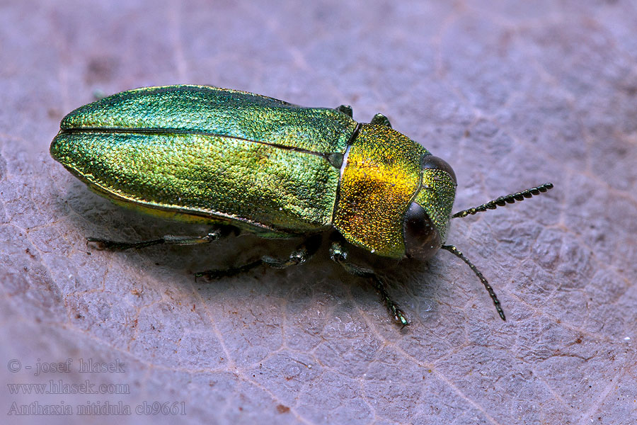 Krasec lesklý Anthaxia nitidula