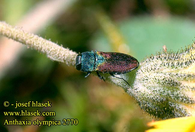 Anthaxia olympica