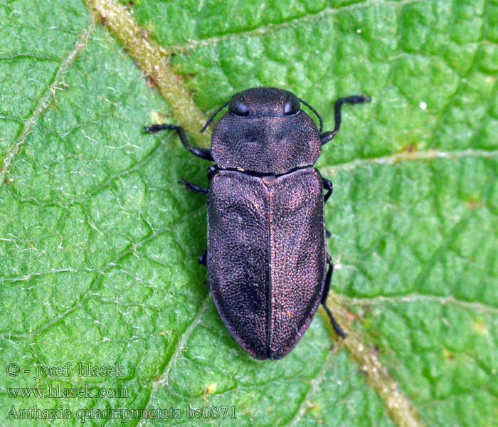 Anthaxia quadripunctata Златка чёрноточечная хвойная Fyrprickig praktbagge