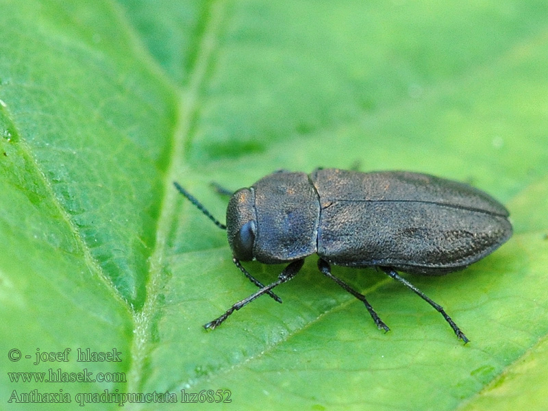 Anthaxia quadripunctata Vierpunktiger Kiefernprachtkäfer Fekete virágdíszbogár